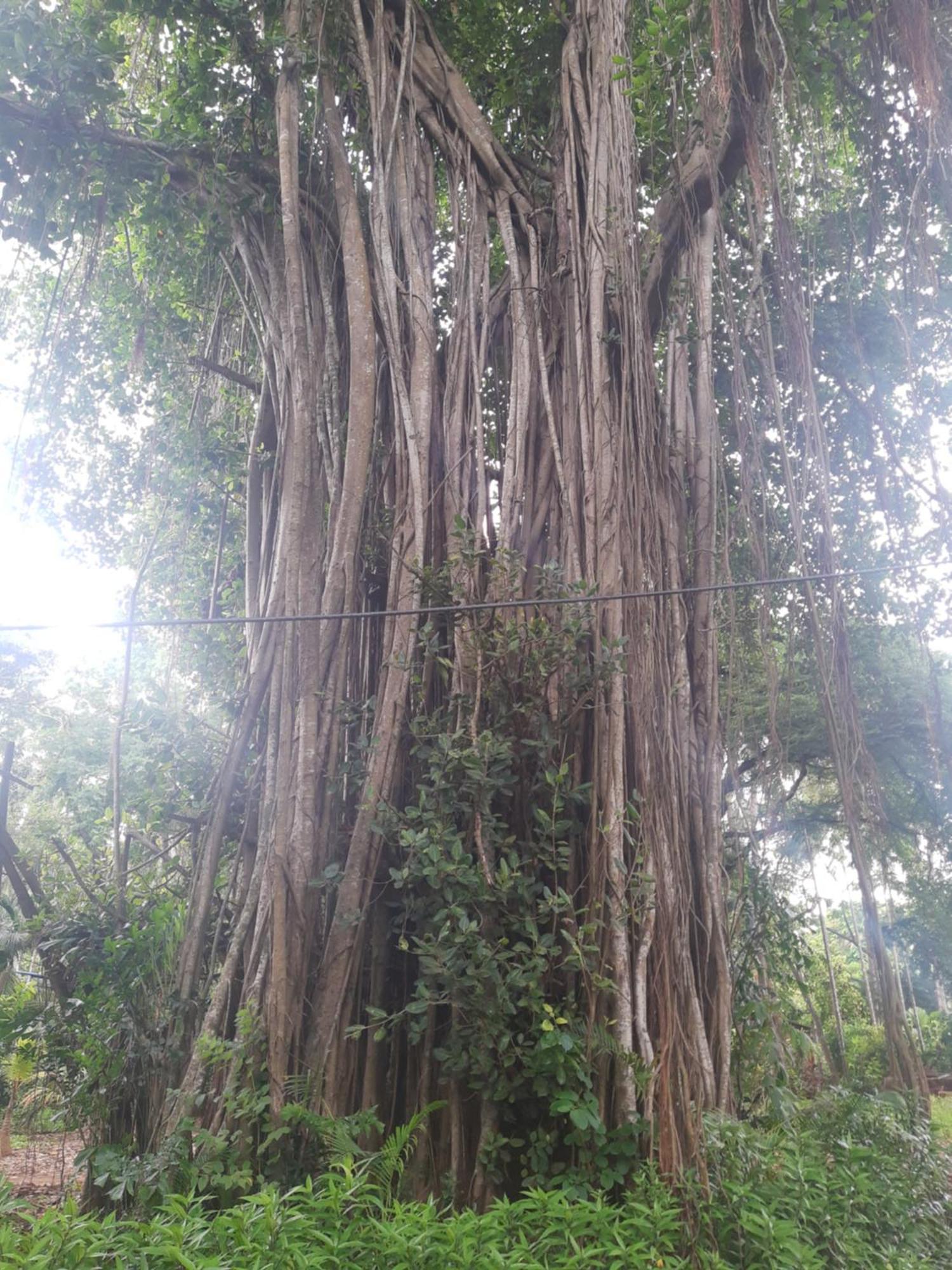 Banyan House - Luxurious 4 Bedroom Villa On One Acre, Near The Beach Nagaon  Bagian luar foto